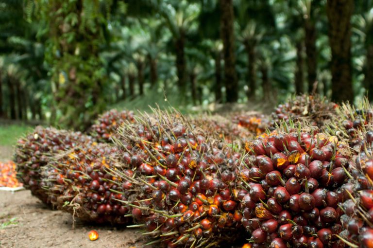 Bener Gak Sih! Produktivitas Sawit Itu Rendah?.. Tapi Kok Malah Jadi Sumber Nabati Utama Di Dunia?..