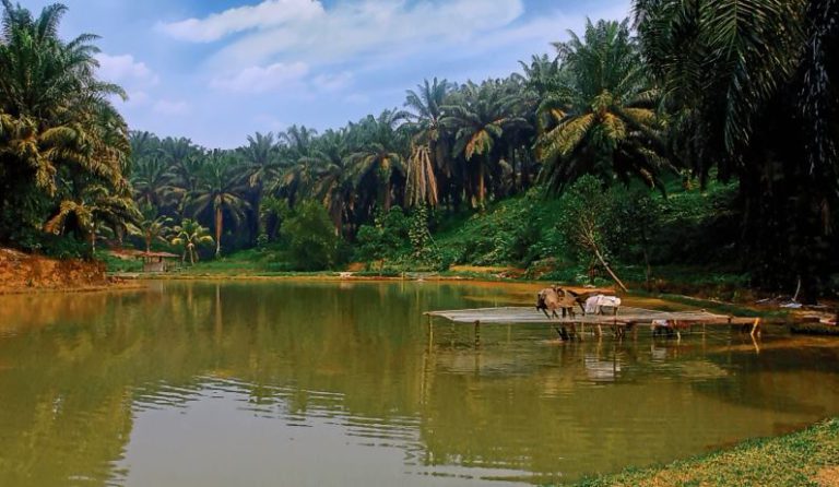 Menuntut High Conservation Value dan High Carbon Stock di Perkebunan Kelapa Sawit Salah Alamat ..?