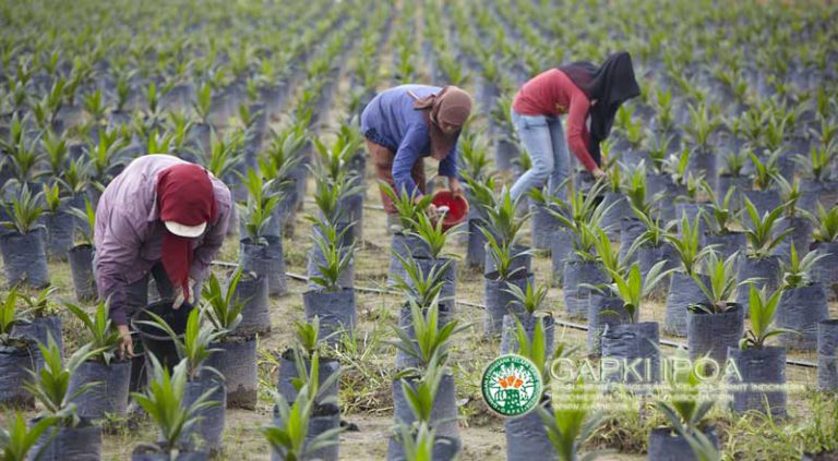 Peran Strategis Sawit Rakyat Indonesia