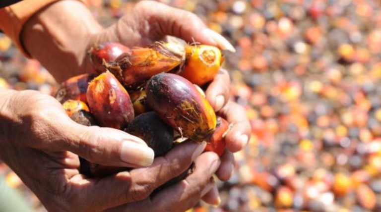 Industri Sawit Indonesia: Benarkah Ekspornya Hanya Bahan Mentah?