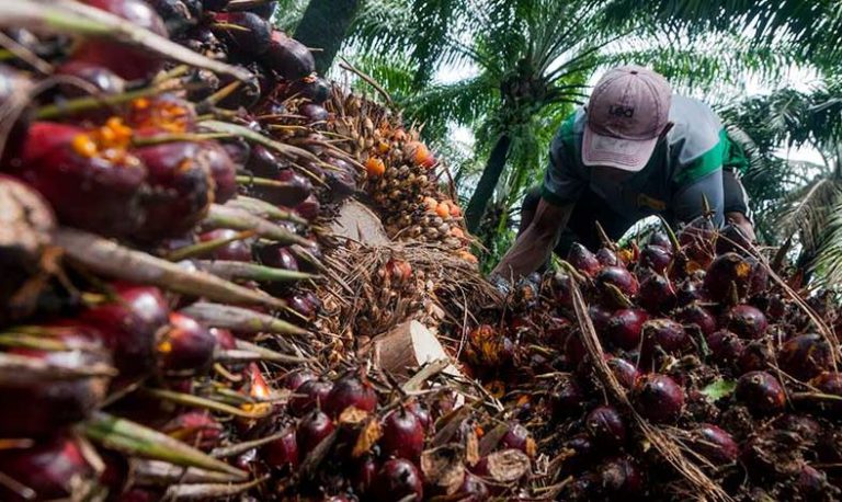 Kekuatan Sawit Rakyat: Kontribusi Besar yang Sering Terlupakan