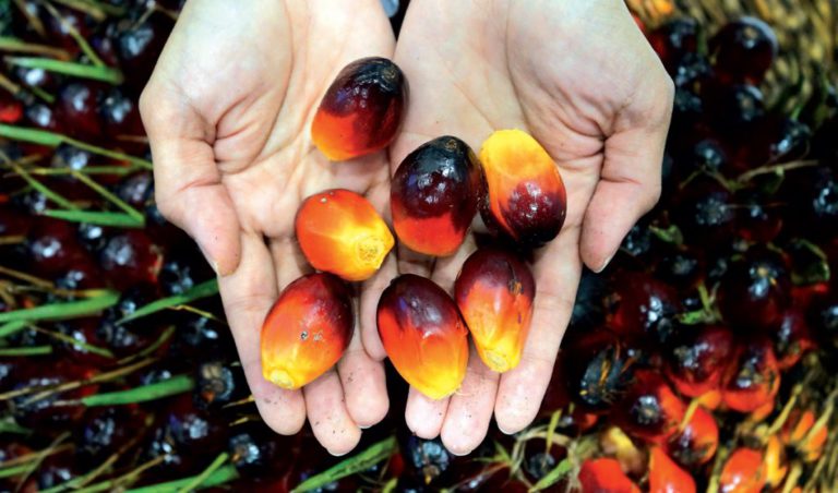 Industri Sawit Tak Beri Manfaat Ekonomi Daerah? Begini Faktanya..