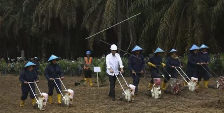 GAPKI Sumsel: Berpotensi Lebih Tinggi, Replanting Diyakini Mampu Tingkatkan Produktivitas Kebun