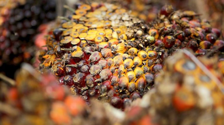 Pengembangan Biofuel Sawit Memperparah Trade-Off Food-Fuel? Masa Ia!