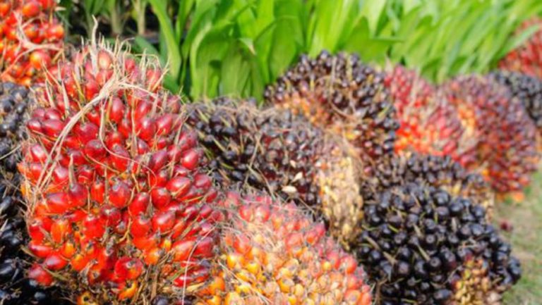 Industri Sawit dan Pengangguran Dunia: Kenyataan yang Mengejutkan!