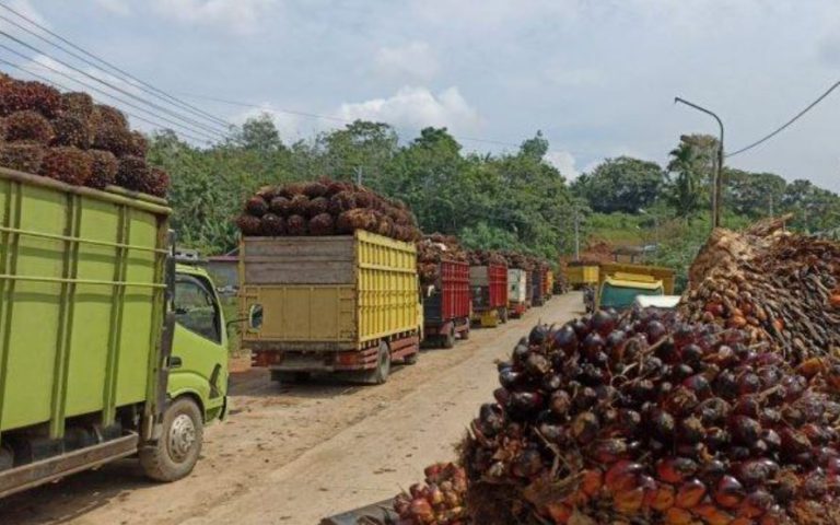 Belum Normal! Flush Out Tangki, TBS Antre, Sampai Tutup Pabrik