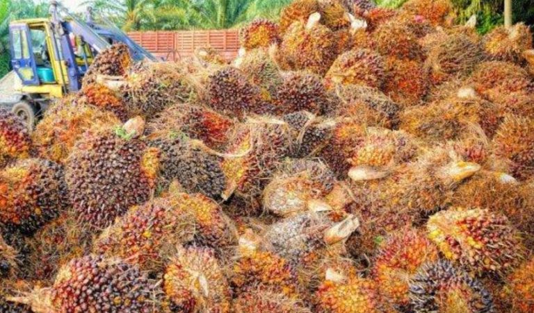 Luhut! Nanti 1-2 Minggu Kedepan TBS Akan Naik ke Rp 2500-3000