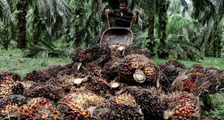 600 Perak Per Kilo! Petani Sawit Tunda Panen