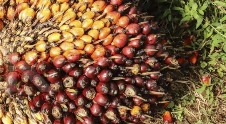 Ngobrol Bareng GAPKI! Prediksi Kemarau 2020 & Dampaknya Bagi Perkebunan Kelapa Sawit