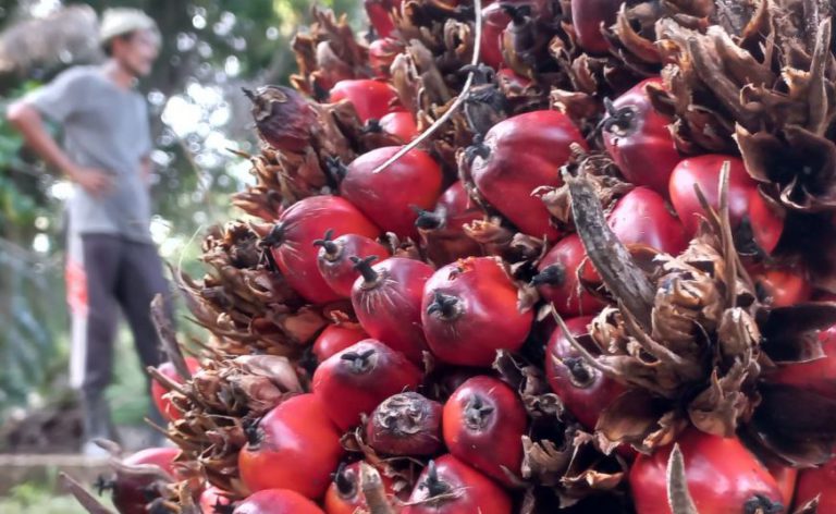 Harga CPO Internasional Lesu, Harga TBS Harus Diselamatkan