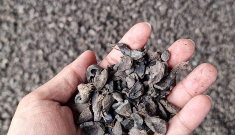 Apa Itu Cangkang Sawit (Palm Kernel Shell)? Mengenal Cangkang Kelapa Sawit?