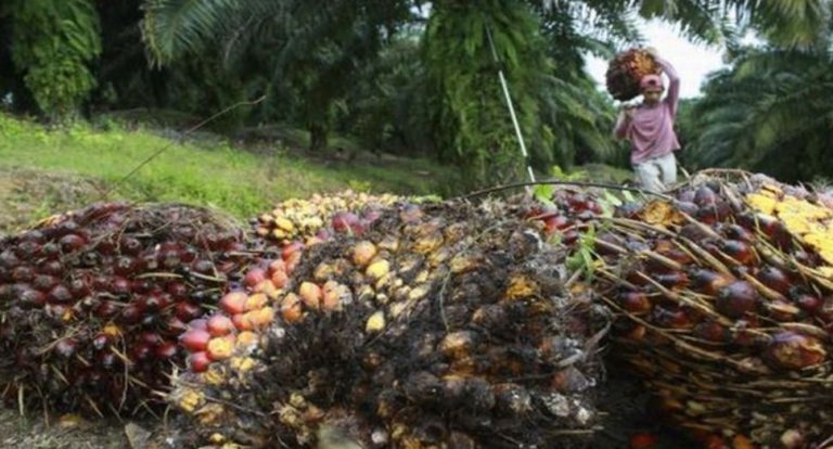Fenomena TBS Dibawah 1000, RI Bisa Kena Krisis Tenaga Kerja Sawit