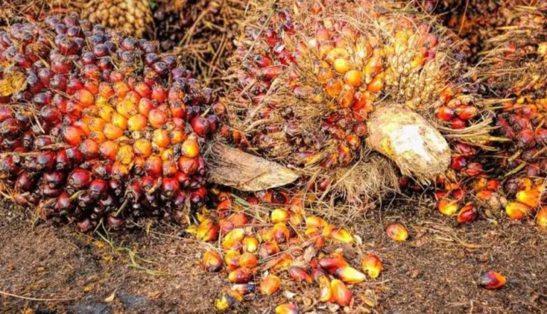 Tinta Tulis Unggulan, Terbuat Dari Sawit.. Tidak Beracun Tidak Berpolusi