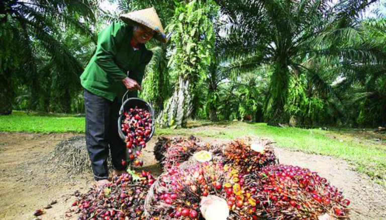 Kampanye Negatif Sawit Matikan Petani!