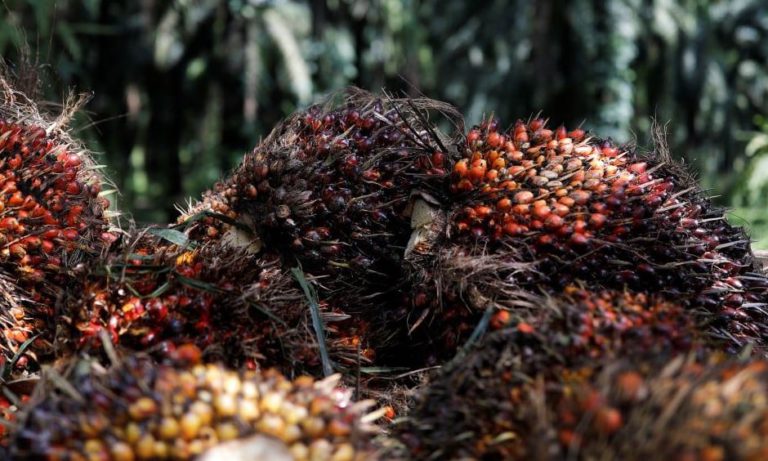 Regulasi EUDR Seiring Upaya Perbaikan Tata Kelola Sawit