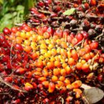 PALM OIL PERFORMANCE IN SEPTEMBER 2023: Export of Processed Palm Oil Rises, Stock Decreases