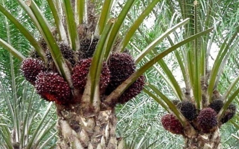 Sawit Hadapi EUDR: Indonesia Perlu Ajak Negara Konsumen Ikut Kampanye Positif