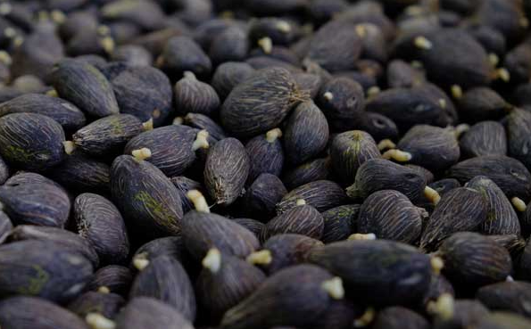 Kualitas Buruk & Rugikan Pekebun! Mentan Larang Kecambah Sawit Dijual Ilegal