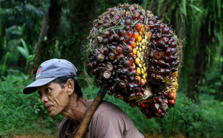 Pemerintah Berikan Kemudahan Bagi Para Pekebun, Untuk Akses KUR