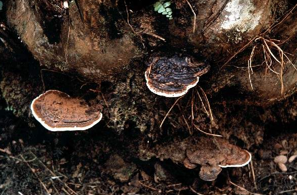Antisipasi Kementan! Penyakit Pangkal Busuk Batang Ganoderma