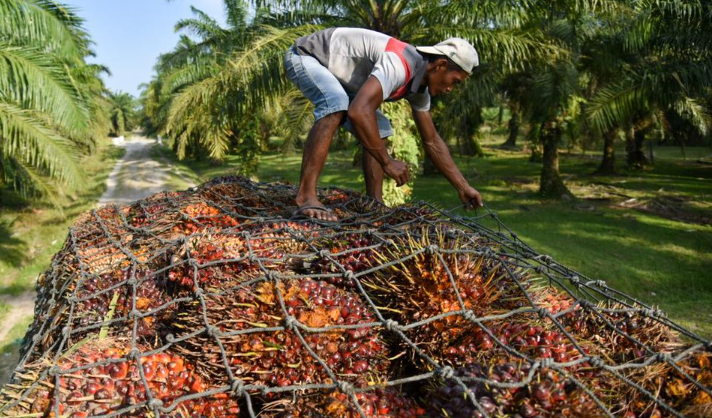 GAPKI Waspada Peraturan Deforestasi Uni Eropa