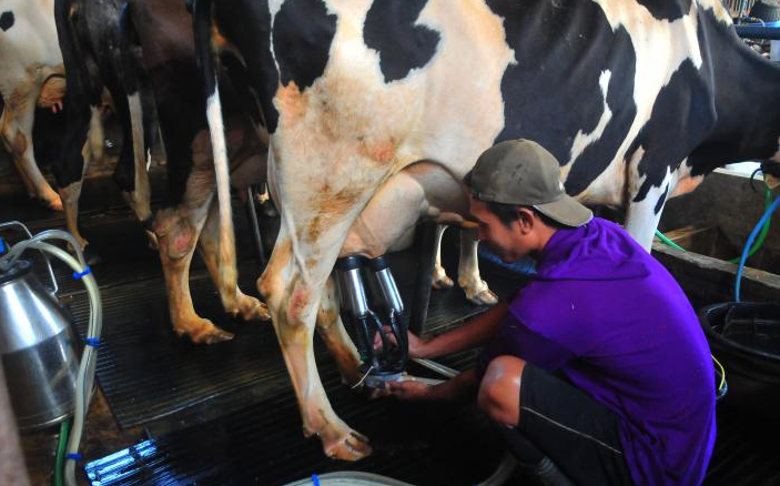 Lemak Kalsium Sawit (PFAD) Bisa Tingkatkan Kualitas Susu Indonesia! Begini Penjelasannya..