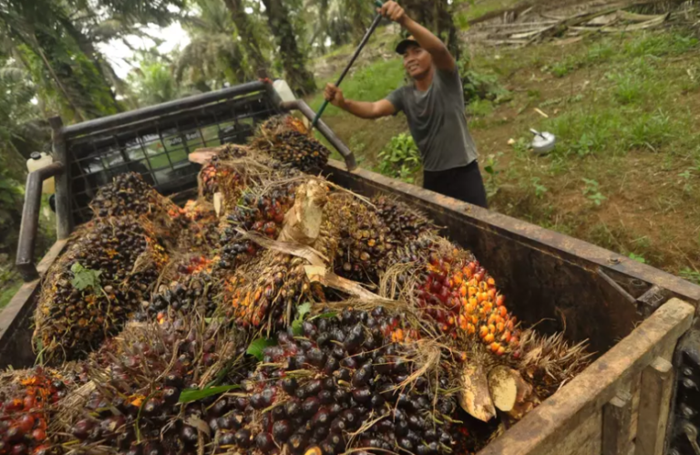 Gapki Ulas Proyeksi Harga Sepanjang Tahun!.. Ada Indikasi Peningkatan Pada CPO