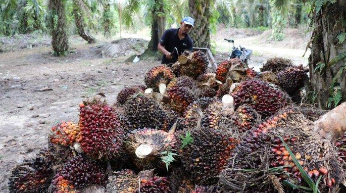 UU Anti Deforestasi Eropa! Ancam Ekspor Sawit Indonesia..