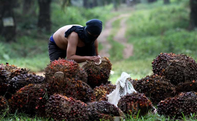 GAPKI: Petani Kena Dampak Rombakan DMO Migor