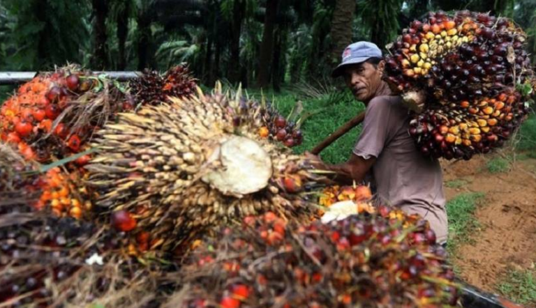 Atasi Pabrik Sawit Komersial & Konvensional! Ini Solusinya..