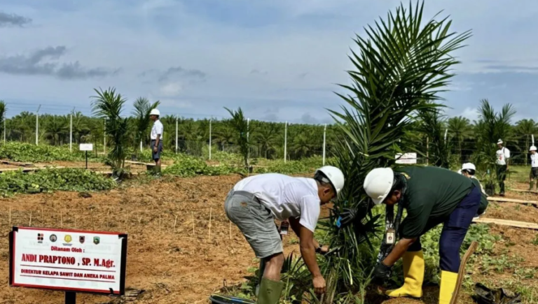 Mentan Terbitkan Rekomendasi PSR Untuk 5.989 Hektare Kebun Sawit Kalsel