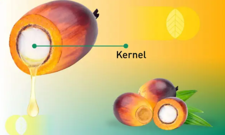 Apa Itu Inti Kelapa Sawit? (Palm Kernel)