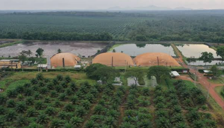 KLHK Larang Limbah Cair Digunakan Sebagai Pupuk Di Kebun Sawit