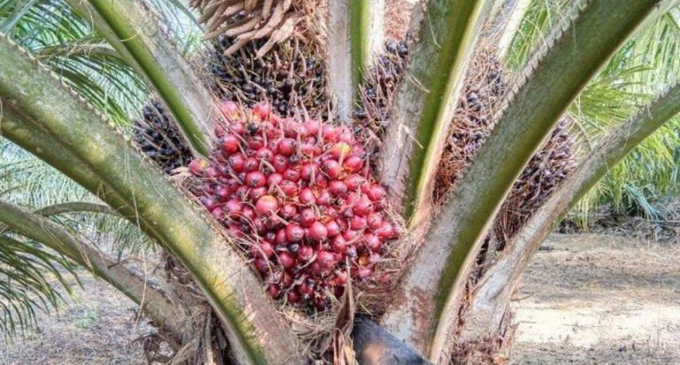 Industri Sawit Gagal Dorong Ekonomi Global? Ini Faktanya!