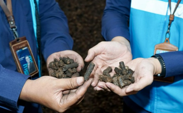 PLTU: Tandan Kosong Kelapa Sawit Disulap Jadi Biomassa, Solusi Energi Terbarukan