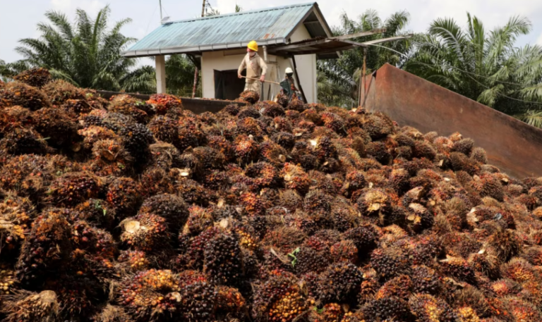 Menguak Kebenaran: Apakah Industri Sawit Nasional Hanya Sedikit Menyerap Tenaga Kerja?