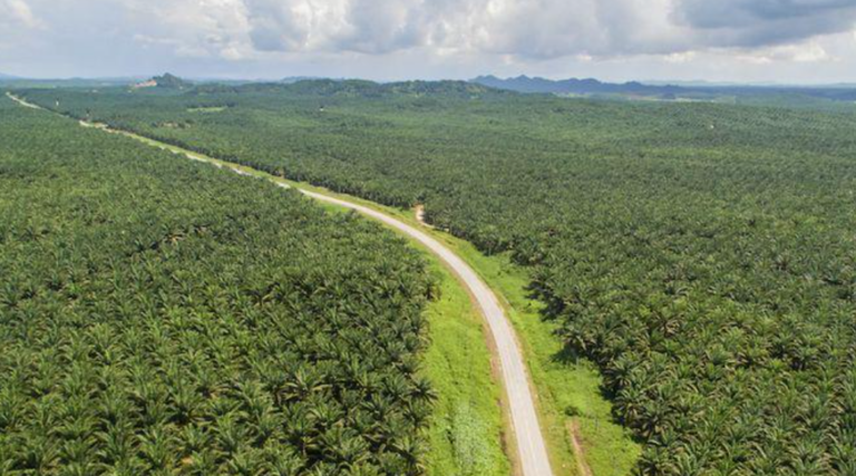 Biofuel Sawit: Konsumsi Airnya Lebih Tinggi dari Biofuel Lain?