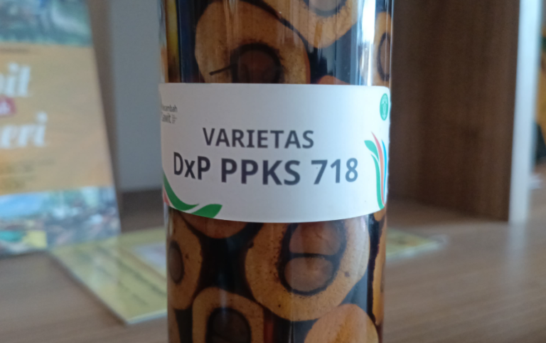 Varietas DxP 718 PPKS Medan | Varietas Turunan Yangambi