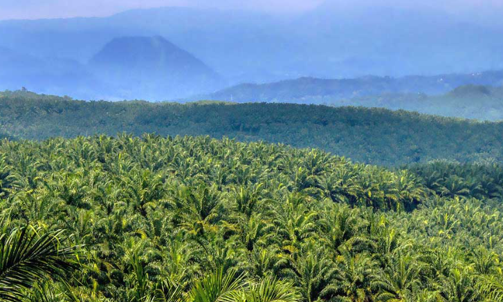 Fakta Emisi Minyak Sawit: Apakah Lebih Tinggi dari Minyak Nabati Lain?