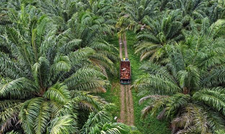 Net Carbon Sink (NCS): Sawit Punya Potensi Besar Berikan Solusi!..