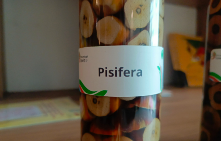 Mengenal Varietas Kelapa Sawit PISIFERA