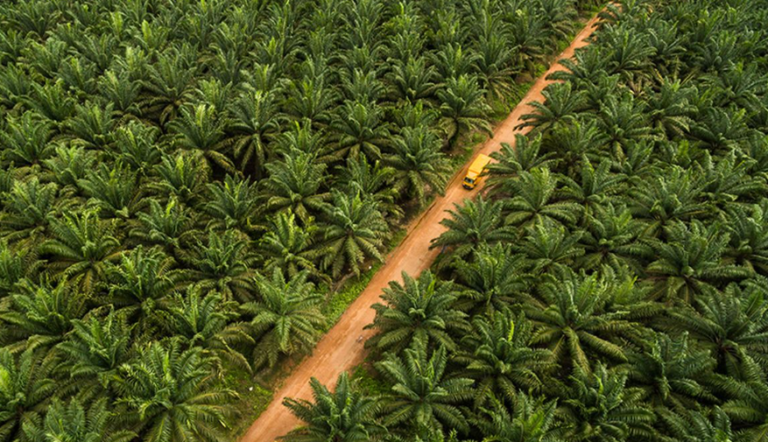 Biodiversitas Sumatera Hilang, Apakah Perkebunan Sawit Jadi Penyebab Utama?