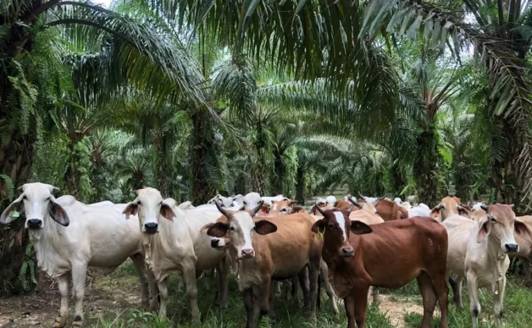 Produksi Minyak Sawit: Benarkah Penyebab Kehilangan Biodiversitas?