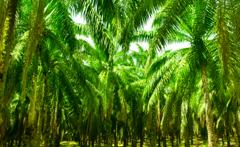 Soal HGU di Kawasan Hutan: Ancaman bagi Regulasi Lingkungan?