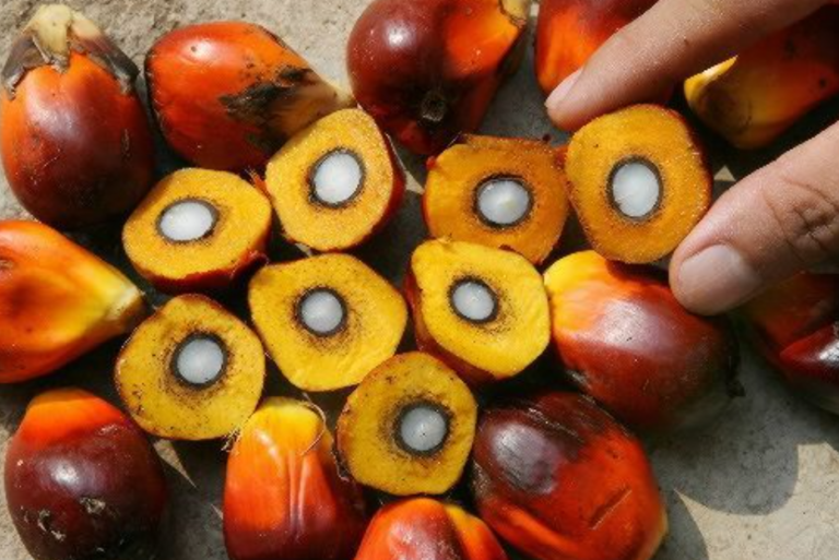Stok CPO Turun, Produksi dan Konsumsi Dalam Negeri Naik Tajam di Maret 2025