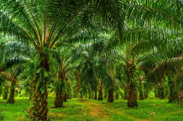 Gagal Fokus! Isu Sawit Biang Deforestasi Ternyata Cuma Mitos Belaka