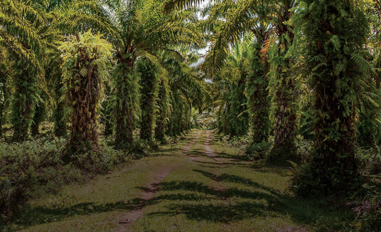 Guidelines On Preventing And Controlling Forest And Land Fires in Oil Palm Plantation