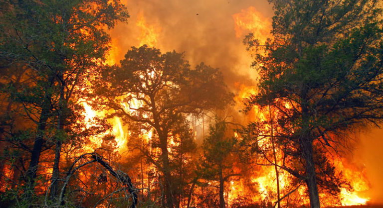 Understanding Causes Of Forest And Land Fires