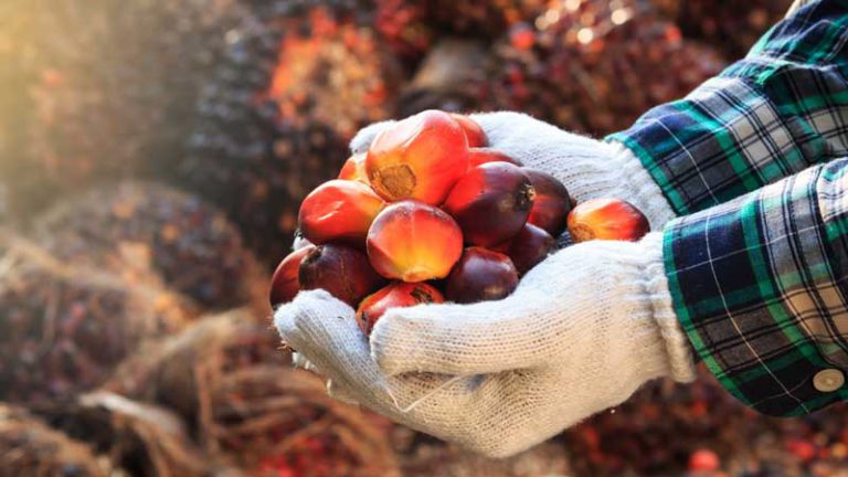 Myths Vs. Facts of Palm Oil in Global Vegetable Oil Competition