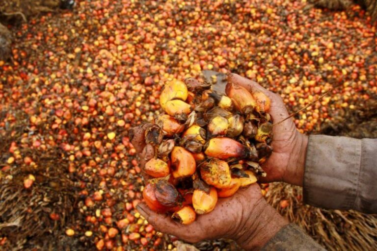The Recent Development of The Indonesian Palm Oil Industry